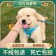 純種金毛幼犬活體寵物狗雙血統(tǒng)大型犬金毛犬幼犬大骨架沙灘金金毛 血統(tǒng)級 公