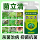 八個(gè)老頭菌立清殺菌劑植物微生物菌劑茵立清百菌靈花病康噴霧葡萄蘭花通用 菌立清 300ml 1瓶
