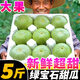 山東綠寶石甜瓜5斤新鮮水果頭茬香瓜當(dāng)季時(shí)令小甜瓜脆瓜應(yīng)季整箱 【3斤中果】約5~8個(gè)，超甜