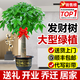 臨雅30天包活發(fā)財樹大盆栽室內綠植客廳大型步步高招財樹植物喬遷開業(yè) 發(fā)財樹1.2-1.3米（福字盆）送土+彩帶+肥