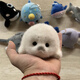 小海豹玩偶可愛(ài)毛絨寶寶公仔掛件手工海洋守護仿真海洋玩具掛件禮 10厘米掛件 小海豹