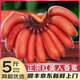 鮮利星【順豐JD速發(fā)】紅美人香蕉紅皮蕉禁止蕉綠時令孕婦水果整箱 1500g凈重裝（40%選擇-性價比）