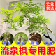 伊多祥流泉楓紅楓樹營(yíng)養(yǎng)液專用肥料防黃葉干枯土培盆栽有機(jī)肥盆栽營(yíng)養(yǎng)液 一瓶體驗(yàn)裝