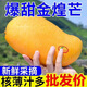 海南金煌芒水仙芒青芒果大果當(dāng)季新鮮熱帶水果現(xiàn)摘青甜芒整箱 嘗鮮：特小果【帶箱0.13斤】試吃 老農(nóng)優(yōu)選超甜果