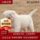麥基樂 中華田園犬家養(yǎng)幼犬土狗小狗大黃狗純黑小白狗體活體種狗 田園級 白色田園犬 公母備注