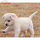 旺園興中華田園犬家養(yǎng)幼犬土狗小白狗混血狗大黃狗活體種狗崽
