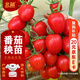 北蔬 千禧小番茄苗帶土秧苗盆栽西紅柿蔬菜苗 千禧苗6棵源頭直發(fā)包郵