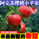 正宗新疆阿克蘇櫻桃小蘋果當(dāng)季新鮮紅富士孕婦水果脆甜爽口整箱裝 3斤