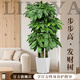 臨雅特級步步高發(fā)財樹(shù)三桿客廳大盆栽大型綠植喬遷新居辦公室開(kāi)業(yè)送禮 【旗艦款】步步高1.3-1.4米+鉆石樹(shù)脂盆