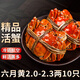 【活蟹】大閘蟹鮮活特大現(xiàn)貨海鮮洪澤湖蟹全母公蟹禮盒裝海鮮水產(chǎn) 【實(shí)惠暢銷】2.0-2.3兩10只