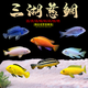 三湖慈鯛魚黑線王子活體中小型耐養(yǎng)易活熱帶觀賞魚淡水魚 3.5-4cm慈鯛隨機(jī)3條