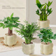 恰意【四件套組合】發(fā)財樹(shù)金鉆富貴竹九里香梔子花綠植盆栽桌面綠植 荷花竹+發(fā)財樹(shù)+鴨腳木+富貴椰子+塑料云朵盆