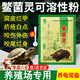 鱉菌靈龜鱉靈憋菌靈烏龜藥非藥南石龜鱷龜治腐皮外傷爛甲白點(diǎn)疥瘡 三十克鱉菌靈 送（康復必備四件套）