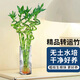 京云夢轉(zhuǎn)運(yùn)竹盆栽綠植居家水培植物四季轉(zhuǎn)運(yùn)竹60厘米不含盆10根源頭直發(fā)