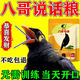 開(kāi)元速學(xué)說(shuō)話(huà)】八哥鳥(niǎo)食飼料速學(xué)說(shuō)話(huà)抗拉稀型鷯哥專(zhuān)用亮毛肥膘營(yíng)養糧 3袋裝【七天說(shuō)話(huà)】