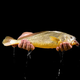 叮咚盒子東海黃魚(yú)套餐生態(tài)黃魚(yú)養殖大黃魚(yú)半野生大黃魚(yú)新鮮舟山東海海鮮 黃魚(yú)鰲300克