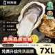 鮮海道【活鮮】鮮海道生蠔  乳山牡蠣 新鮮海蠣子生鮮貝類(lèi) 超大號7XL號凈重9斤
