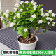 臨雅茉莉花盆栽樹(shù)苗四季開(kāi)花卉植物虎頭帶花苞好養綠植室內梔子花苗祿 【帶花帶花苞】茉莉花老樁230#大冠幅