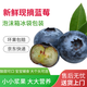 十里饞山東藍(lán)莓【JD快遞-多地次日達(dá)】新鮮水果當(dāng)季整箱花香時(shí)令 藍(lán)莓14mm+ 4盒（凈重100-125g/盒）