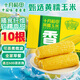 十月稻田黃糯玉米4.4斤(220g*10根) 含纖維粗糧 低脂早餐 雜糧禮盒 東北