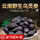 北京同仁堂烏靈參野生云南干貨材正宗烏苓參切片新鮮雷震子雞樅蛋吊金鐘 500··克烏靈參片 【鮮品加工曬干】