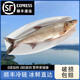 楚食比亞十堰丹江口市翹嘴鲌魚(yú)大白刁子魚(yú)湖北特產(chǎn)翹嘴白生鮮淡水魚(yú)白條魚(yú) 4斤翹嘴鲌（1條裝）