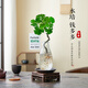 臨雅水培圓葉福祿桐錢(qián)多多盆栽植物桌面水養綠植水滴瓶方木托源頭直發(fā)
