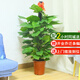 仙植緣【同城配送】1.8米大葉綠蘿柱大盆栽辦公室內(nèi)客廳開業(yè)喬遷綠植物 |高1.4-1.5米|綠蘿柱|原始盆 專車送貨 更快更好