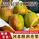 翠王 河北酥潤(rùn)香梨 鮮香皮薄 脆甜爽口 新鮮采摘 包郵 凈重3斤（單果120g+）