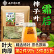 南同四海南京同仁堂柿子葉茶降霜后壓茶高三血茶野外生脂降高作用功效400g