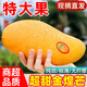 山姆伯伯正宗金煌芒果【閃送】特大芒大青玉水仙新鮮芒果凱特生鮮水果送禮 【稀缺果王 更大更甜】單果1斤+ 凈重9斤裝【蕞劃算】