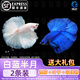 百綸木千順豐包郵 泰國斗魚觀賞魚小型魚室內(nèi)小魚缸可養(yǎng)迷你熱帶魚活魚 【順豐發(fā)貨】大尾*白藍(lán)半月+禮包