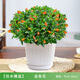 開(kāi)時(shí)果 大盆金魚(yú)花吊蘭盆栽帶花苞 四季觀(guān)賞花卉垂吊綠植物源頭直發(fā)包郵 【約20-30cm】精品A級金魚(yú)花+仿木桶白盆