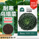 北蔬 烏塌菜種子苗耐寒黑葉烏塔菜秋冬季蔬菜種籽 烏塌菜種子4000粒
