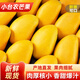 芒果新鮮水果廣西百色小貴妃小臺(tái)芒現(xiàn)摘樹(shù)上熟當(dāng)季水果攀枝花 廣西小臺(tái)芒75g+【順豐凈重5斤】