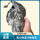 霞浦海帶天然日曬干海帶干貨特級(jí)厚無(wú)沙煲湯涼拌商用昆布海帶絲頭 1斤