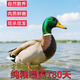 廣西正宗農家散養青頭鴨整只新鮮現殺土鴨 【大青頭鴨1只裝】殺好4-4.5斤
