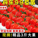 【順豐包郵】草莓新鮮云南丹東99奶油紅顏大草莓一整箱商用批發(fā) 特選大果【20克～35克】 凈重3斤裝【一家人嘗鮮】