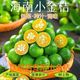 田果匠海南新鮮青金桔樹上熟小青檸檬奶茶店酸爽榨汁新鮮水果皮薄小青桔 1斤