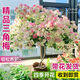 貴秘書綠櫻三角梅盆栽帶花苞老樁花苗室內(nèi)陽臺室外植物綠植花卉四季開花 紅纓40-50cm【基地原盆】 精品三角梅【基地直發(fā)好養(yǎng)易活】