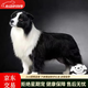 邊牧純種狗狗幼犬純種黑白邊境牧羊犬邊牧高智商幼寵活物 血統(tǒng)級(jí) 公