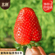 北蔬 紅草莓種子種苗四季盆栽陽臺室內(nèi)庭院水果籽 奶油草莓種子1000粒