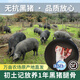初土記無抗黑豬腿骨3斤林下放養(yǎng)1年 煲湯 原產(chǎn)地直發(fā)