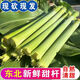 新鮮甜桿應季現(xiàn)割特產(chǎn)水果5斤包郵精選甜蘆粟甜高粱桿小甘蔗蘆稷 5斤 實惠裝