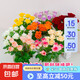 【玫瑰花】特價(jià)云南鮮花直發(fā)節(jié)日鮮花禮物花束家用水養(yǎng)插花 品牌基地?zé)o土玫瑰隨機(jī)色8+2防損 長(zhǎng)45-50CM