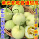桃西村湖南衡陽向陽橋香瓜甜寶甜瓜特產(chǎn)現(xiàn)摘當(dāng)季新鮮水果脆甜非馬連莊 5斤 正宗湖南衡陽向陽橋香瓜