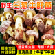 土地母親計劃【現貨空運】2025云南見手青野生紅蔥白蔥牛肝菌新鮮菌菇蔬菜組合 野生白蔥牛肝菌500g
