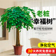 瑯闕1.6-1.8m幌傘楓老樁幸福樹(shù)大型綠植客廳大盆栽辦公室原盆源頭直發(fā)