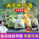 JCZS德國品牌梔子花車(chē)載香薰汽車(chē)香水車(chē)內除異味香包掛件車(chē)用香袋飾品 淡香梔子花2包裝散香除異味-清新 花香木質(zhì)