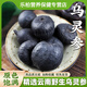 胖東來(lái)品質(zhì)-烏靈參野L生云南50g干貨生雞樅蛋雷震子雞茯苓 烏靈芝 烏靈參5··克【手選試用裝】